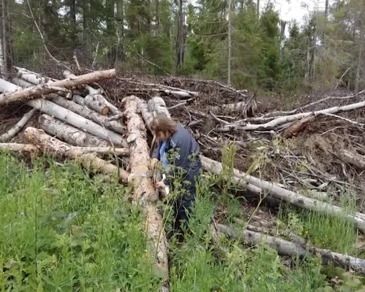 В Костромской области начали проверку заготовителей древесины