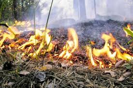 Почти на миллион оштрафовали костромичей за лесные пожары