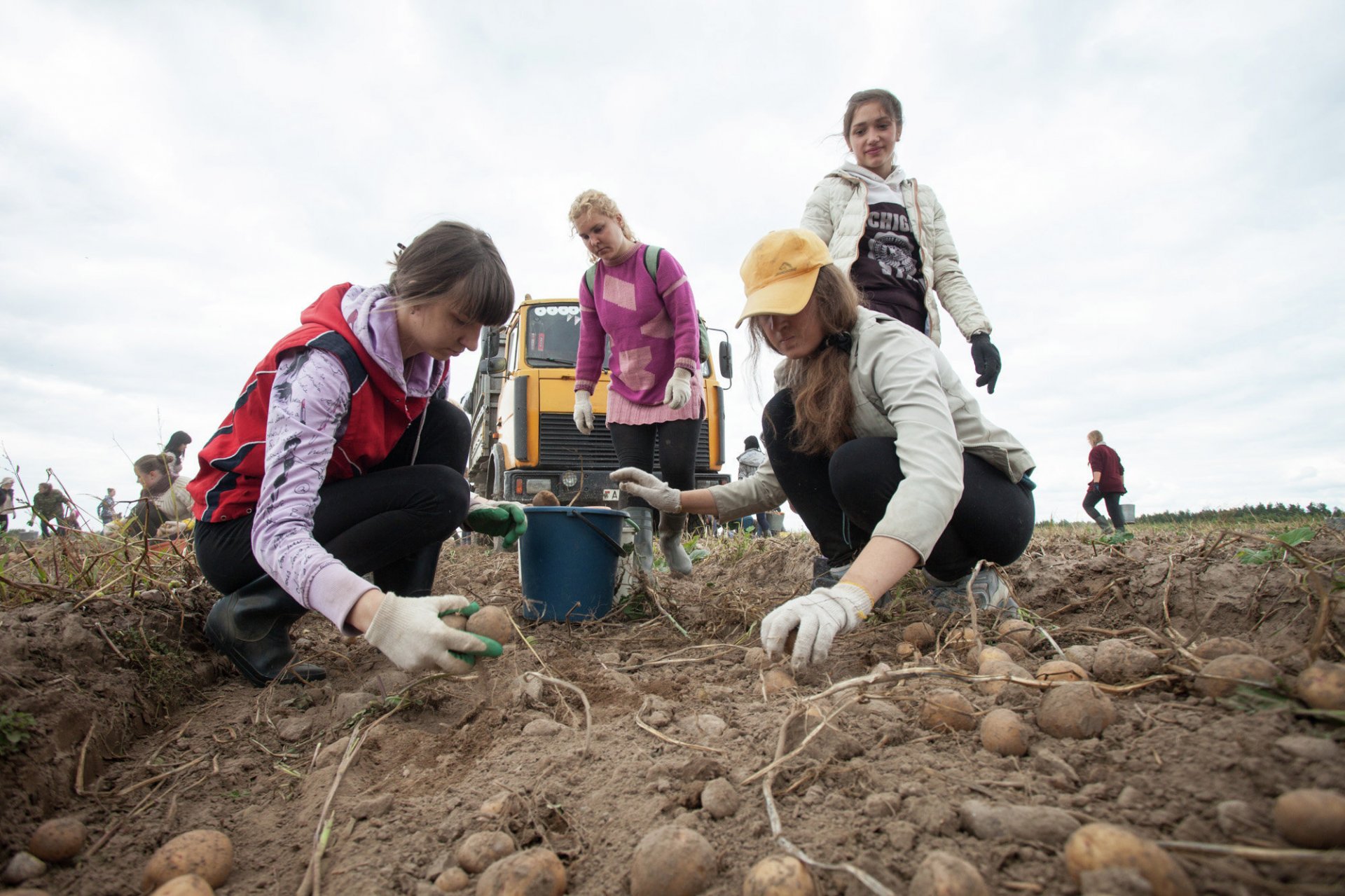 Судиславские школьники собирают урожай