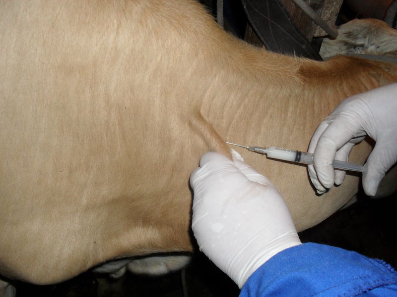 В Павинском районе стартует вакцинация животных от сибирской язвы
