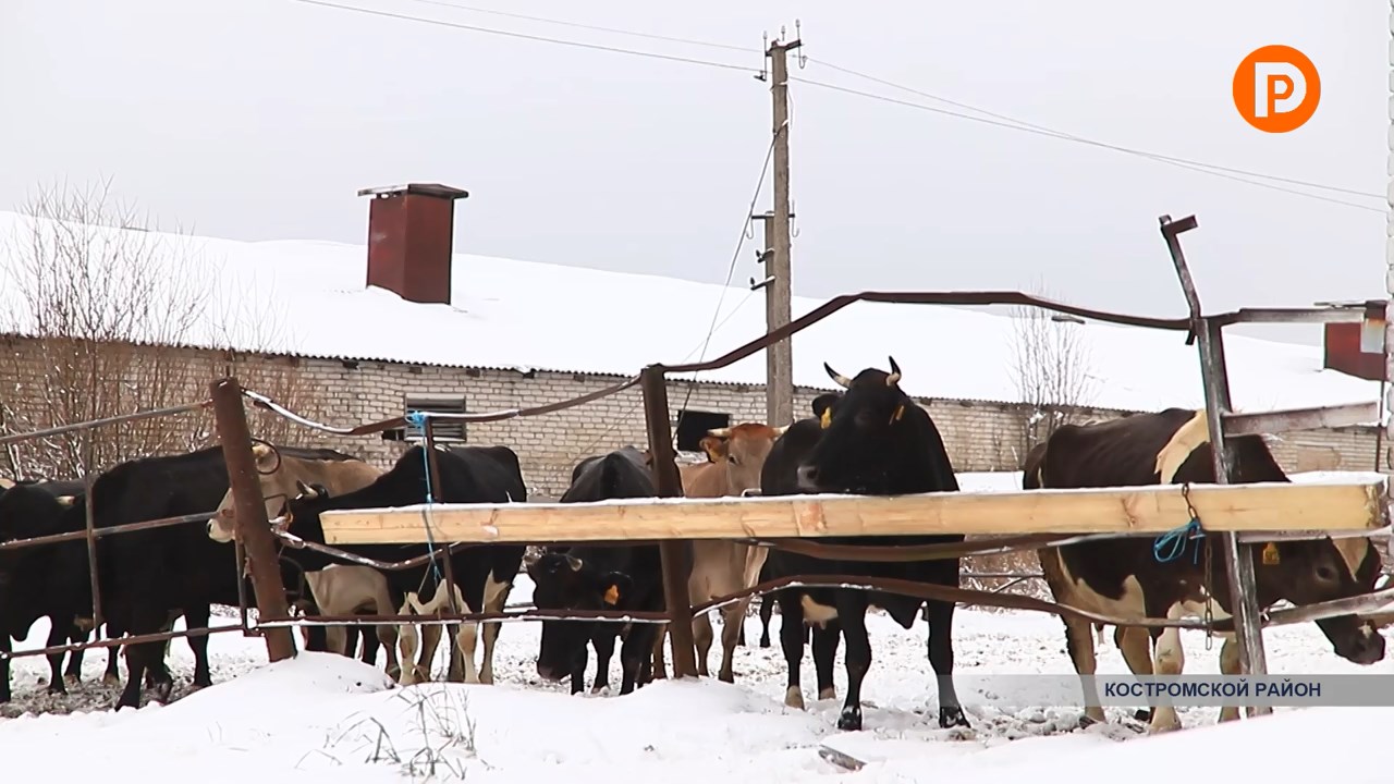 Костромская область – молочный край.
