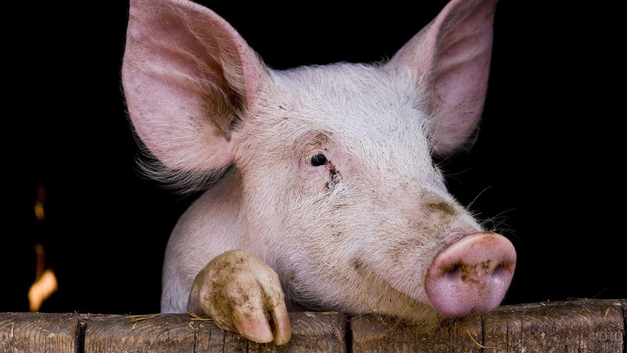У соседей обнаружили африканскую чуму свиней