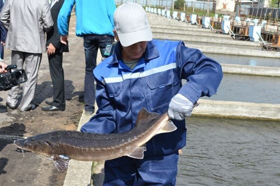 Костромские хозяйства увеличили объёмы реализации товарной рыбы