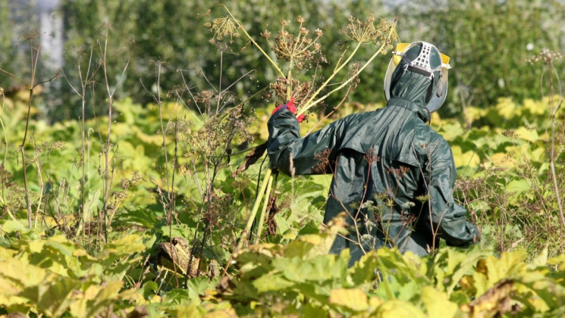 В Костромской области более тысячи гектаров  очистят от борщевика