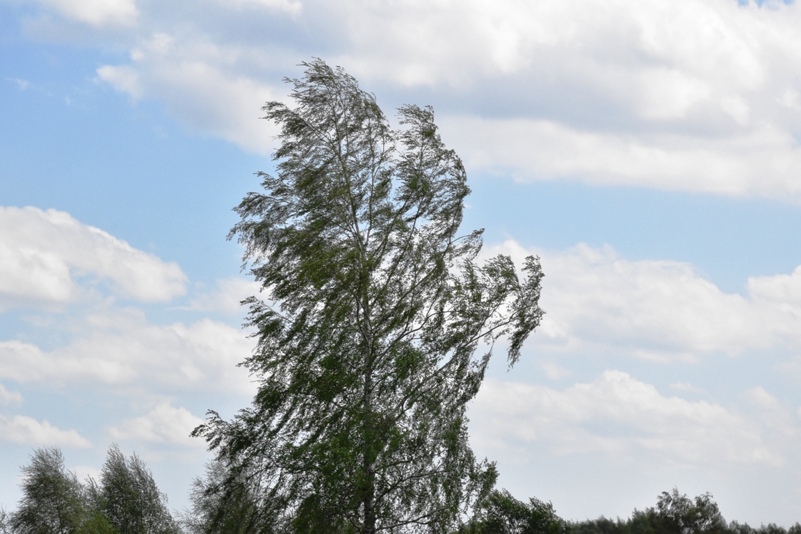 В Костромской области прогнозируется усиление ветра до 20 м/с