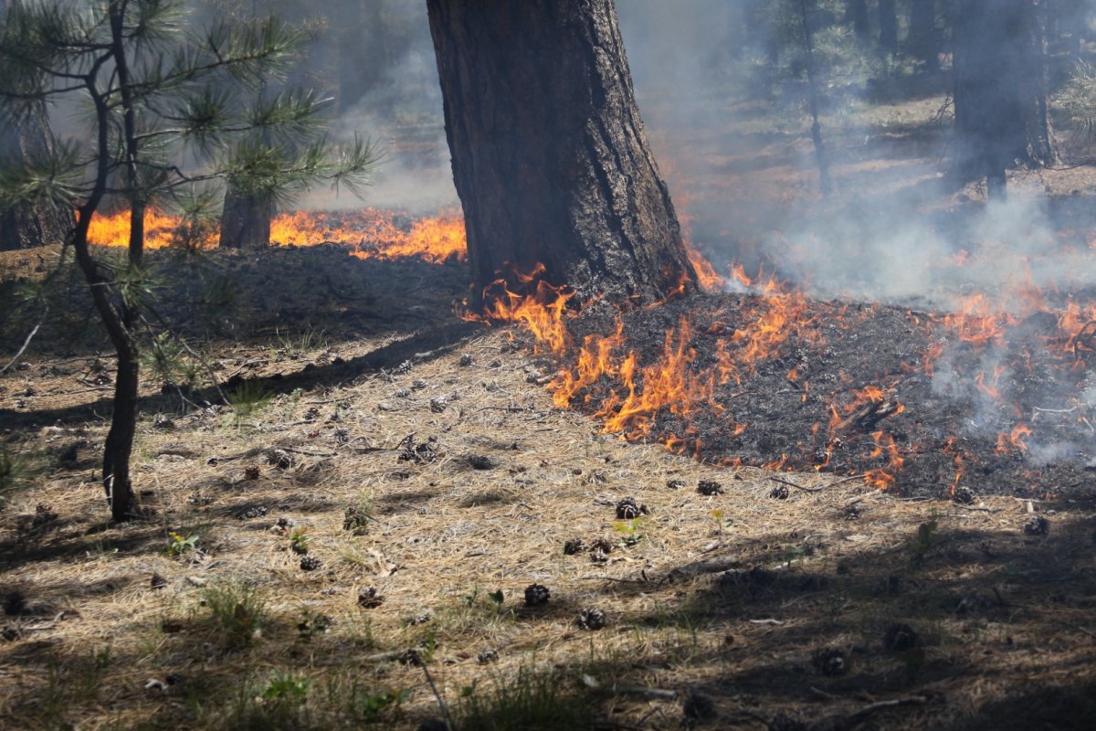 Лесной пожар в Костромской области оперативно локализовали