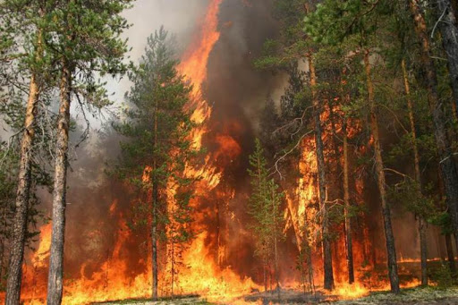 В Антроповском районе тушат  лесной  пожар