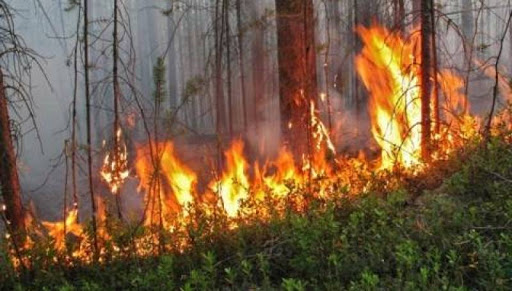 В Вохомском районе тушат лесной пожар