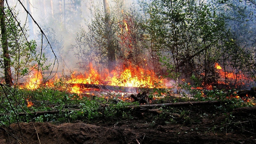 Лесной пожар начался в Макарьевском районе  Костромской области