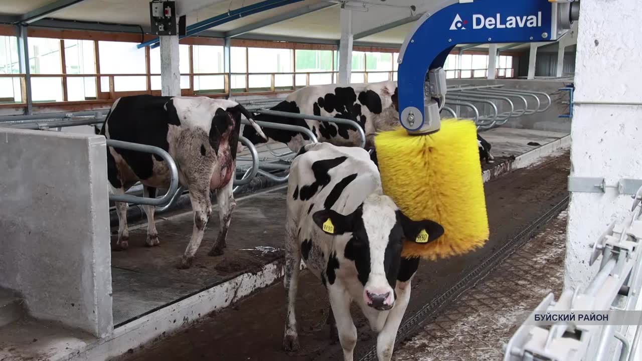 На первую в нашем регионе «умную ферму» начали завозить коров