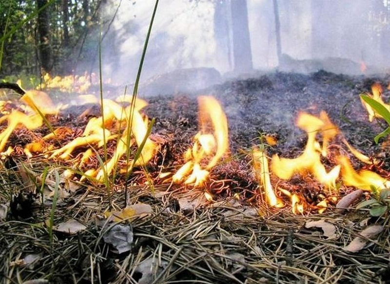В Костромской области прогнозируют высокий класс пожарной опасности