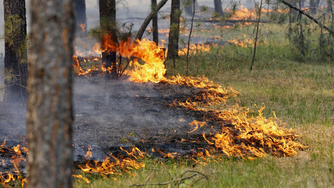 Сегодня утром в Костромской области зафиксирован еще один лесной пожар