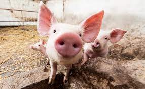 В Буйском и Костромском районах введены ограничения по африканской чуме свиней