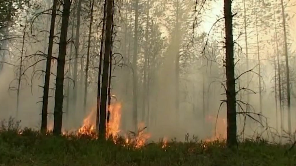 Из-за лесного пожара в Кологривском районе Костромской области введен режим ЧС