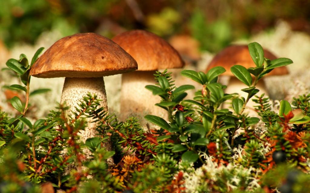 Время идти за грибами