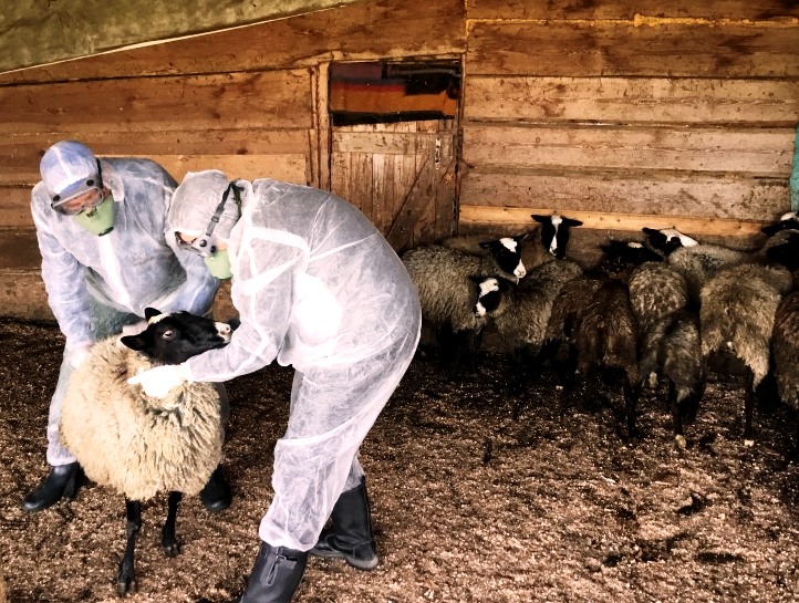 Сегодня сняли  карантин по оспе овец в Нерехтском районе