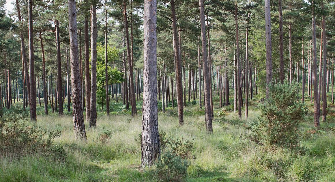 На охрану костромских лесов выйдет новая спецтехника