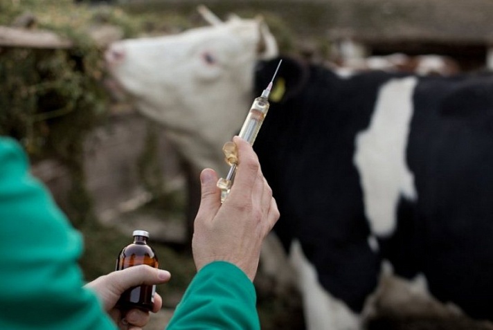 В Вохомском районе началась вакцинация животных против бешенства