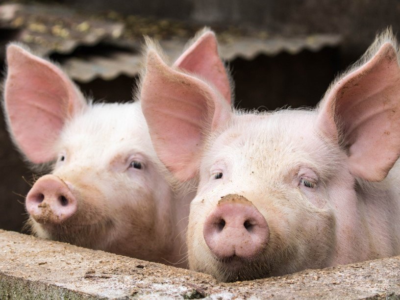 В Костромской области осталось ликвидировать только один очаг африканской чумы свиней