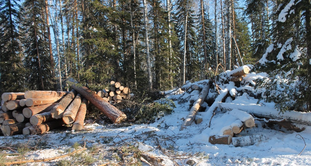 В Поназыревском районе Костромской области обнаружили  незаконную рубку  леса