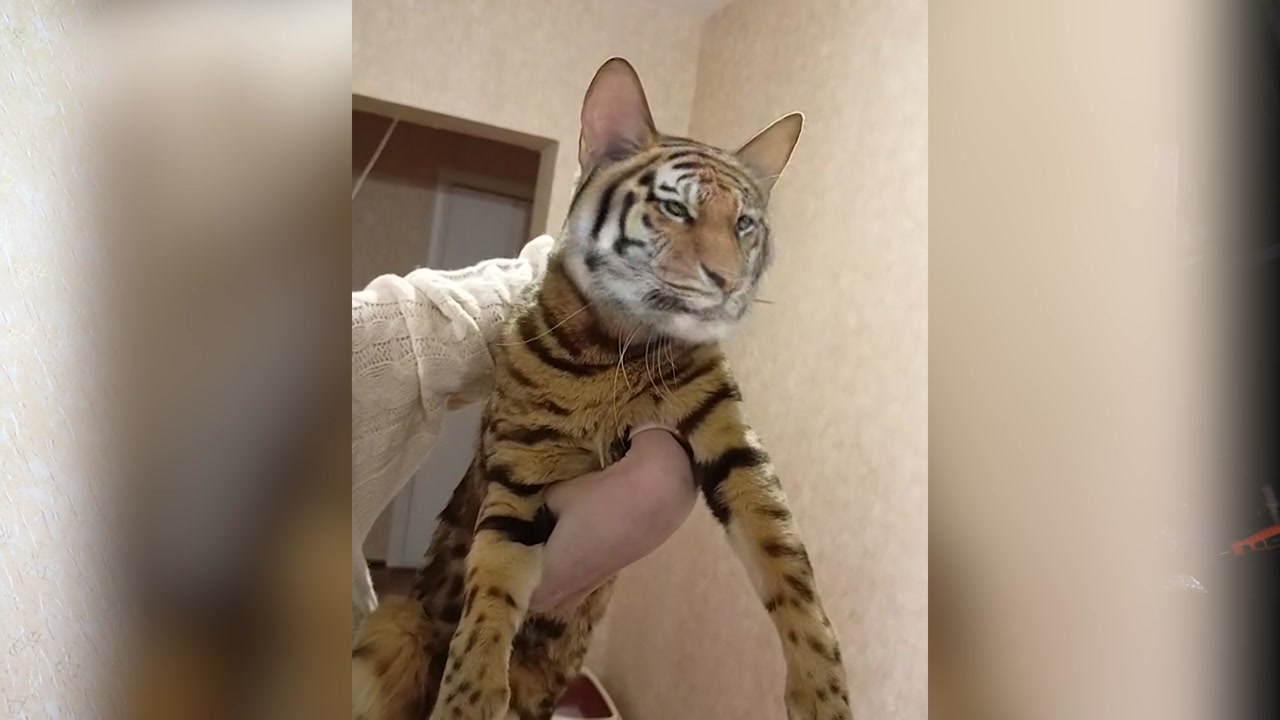 Роль костромского тигра сыграл  кот