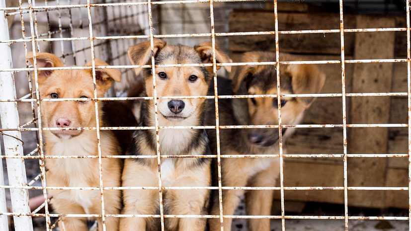 В Костроме увеличат количество бригад по отлову бродячих собак | ТРК «Русь»