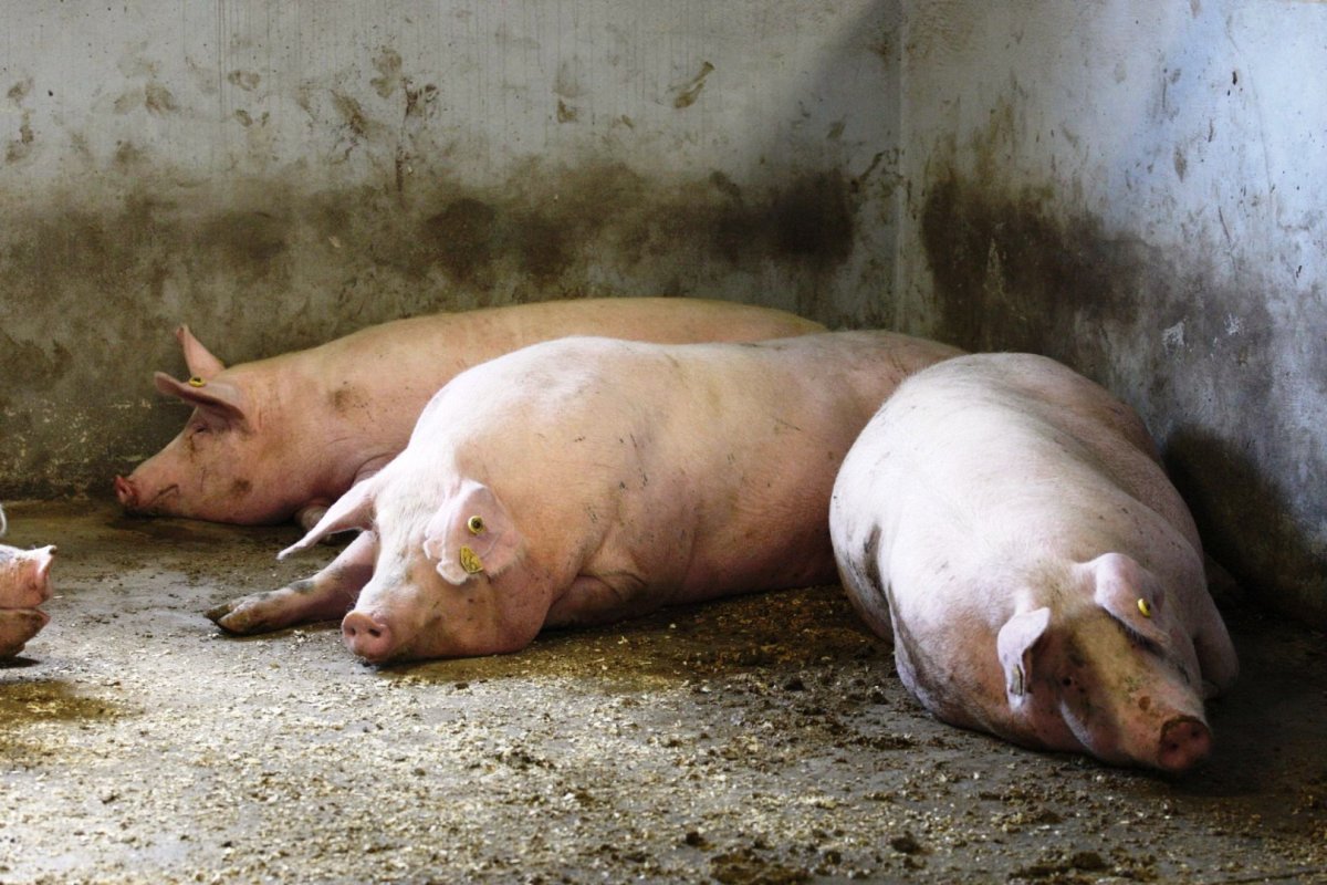 В Костромском и Сусанинском районах сняли карантин по африканской чуме свиней