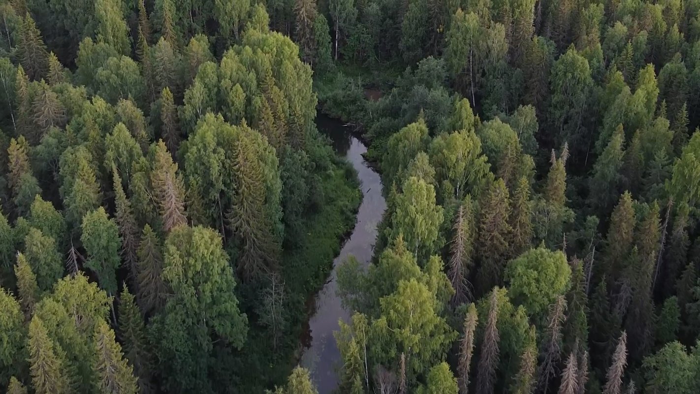 На закупку техники для охраны лесов Костромская область привлекла 43 млн рублей