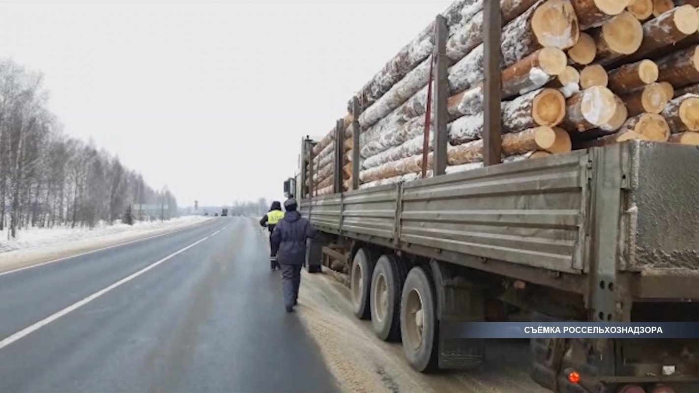 В Костромской области Россельхознадзор не допустил вывоза леса из карантинной зоны