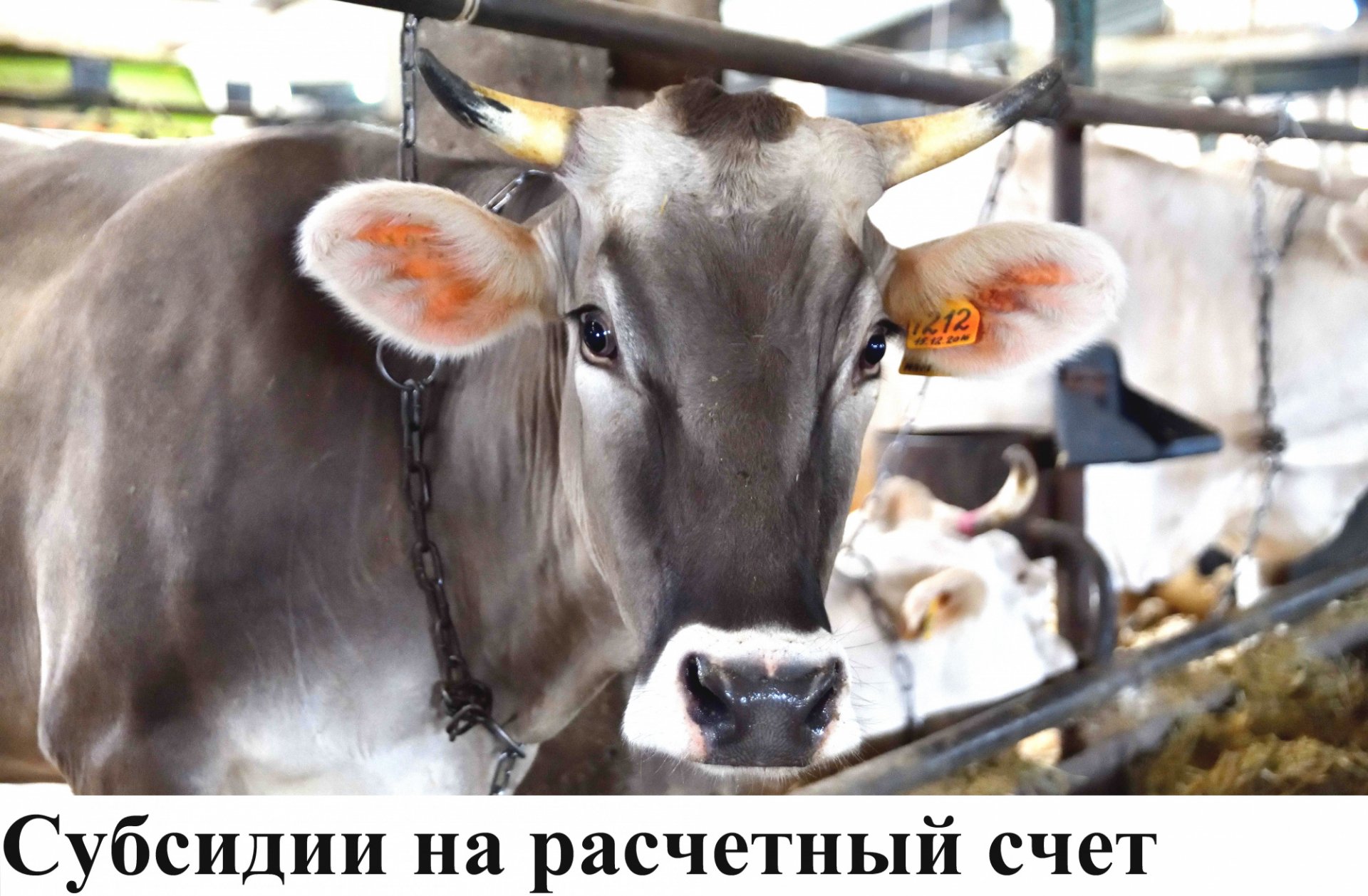 Костромским аграриям упростили порядок получения субсидий