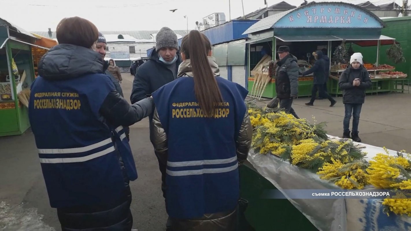 Сотрудники костромского Россельхознадзора проверили цветочные базары