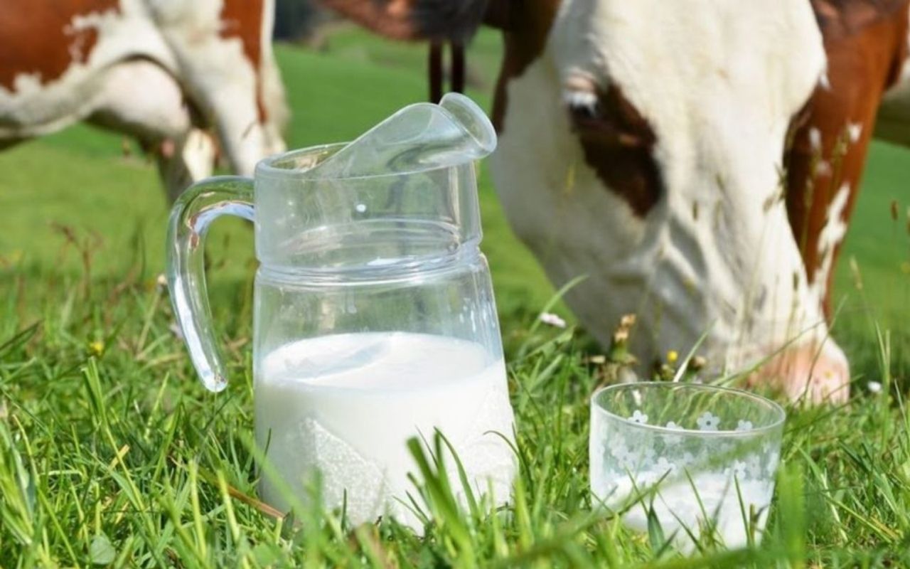 Костромская область поддержит производителей молока