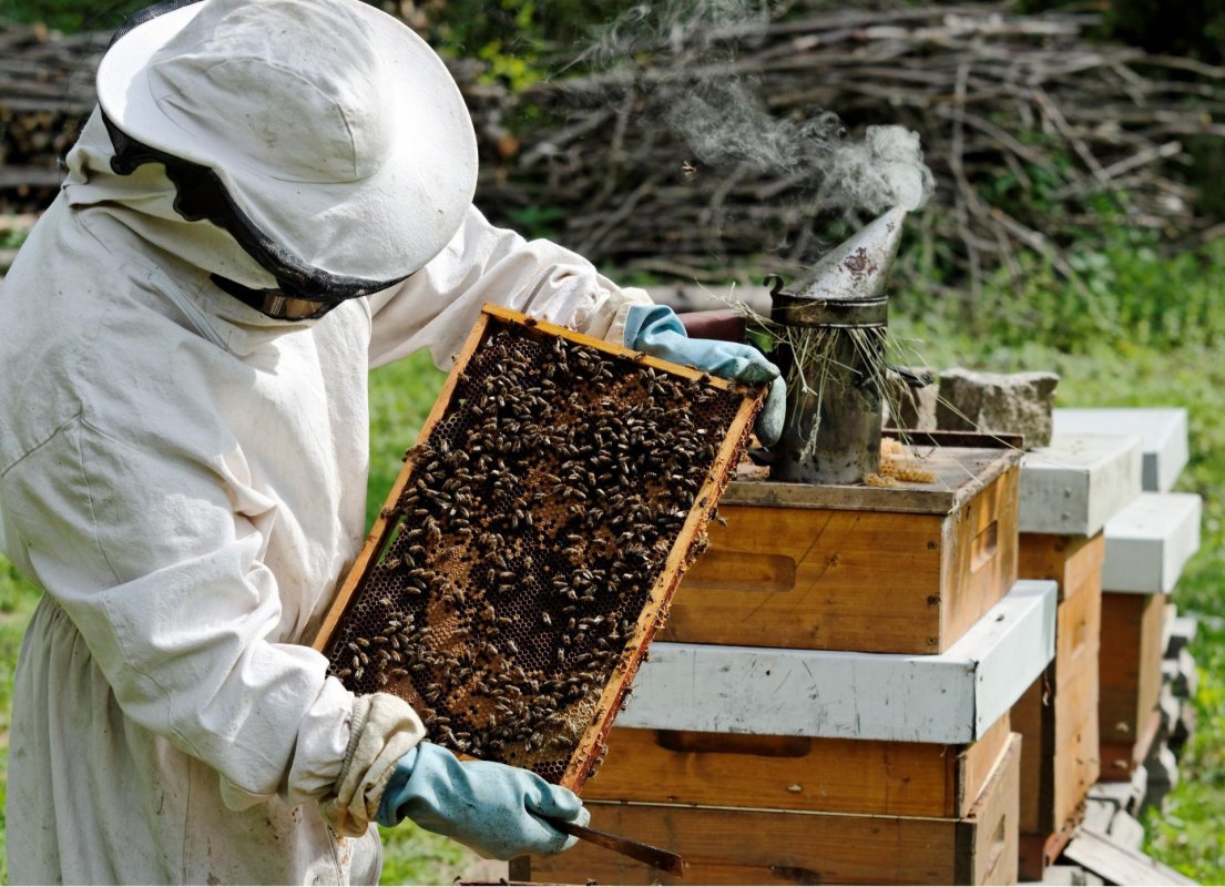 Костромская область расширяет направления поддержки пчеловодства