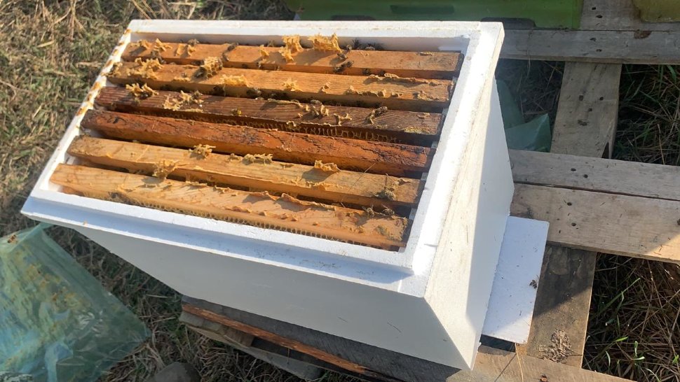Костромские пчеловоды уже могут подать документы  на получение субсидий