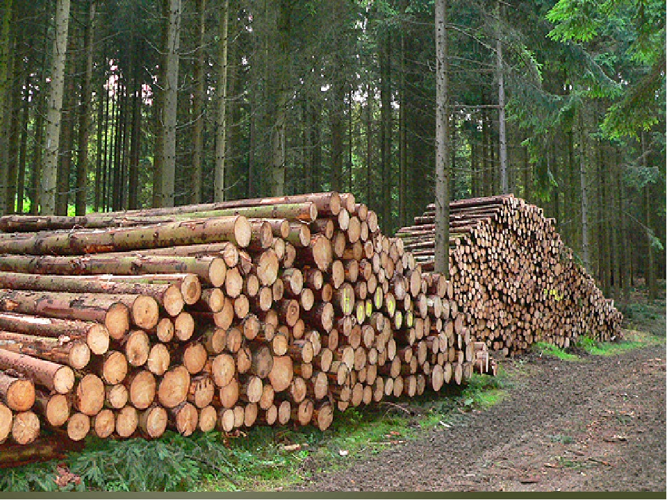 Объемы лесозаготовки в Костромской области выросли на 5,5%