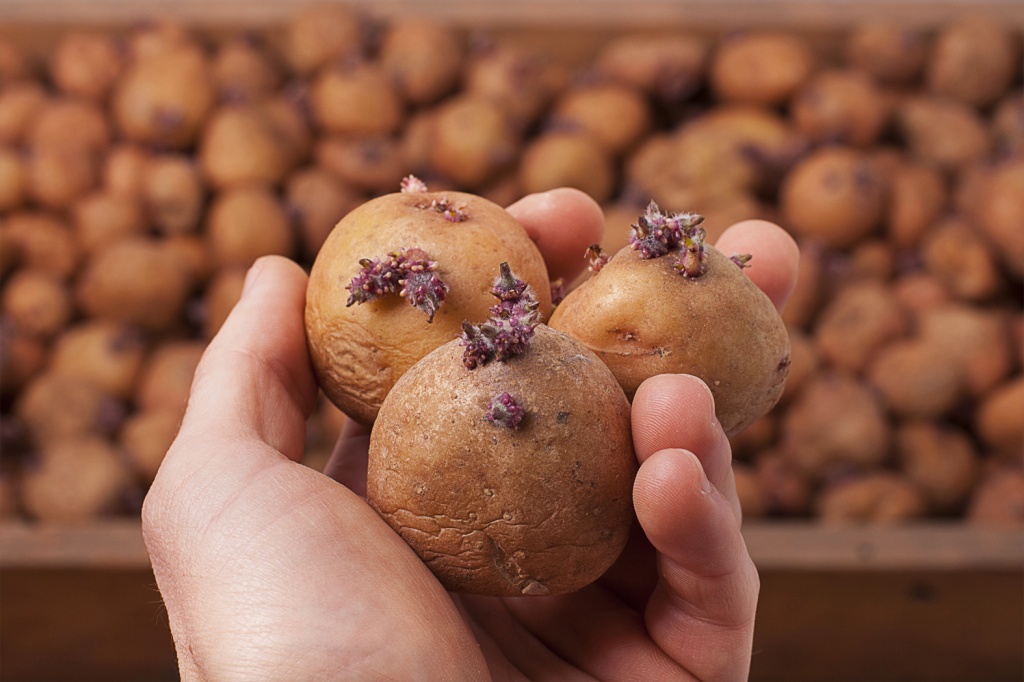 Бюджет Костромской области компенсирует закупку семенного картофеля