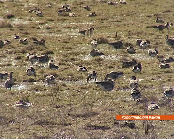В Костромской области отметят День гуся