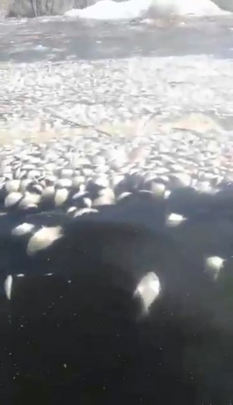 В Чухломском районе идет расследование по факту гибели рыбы