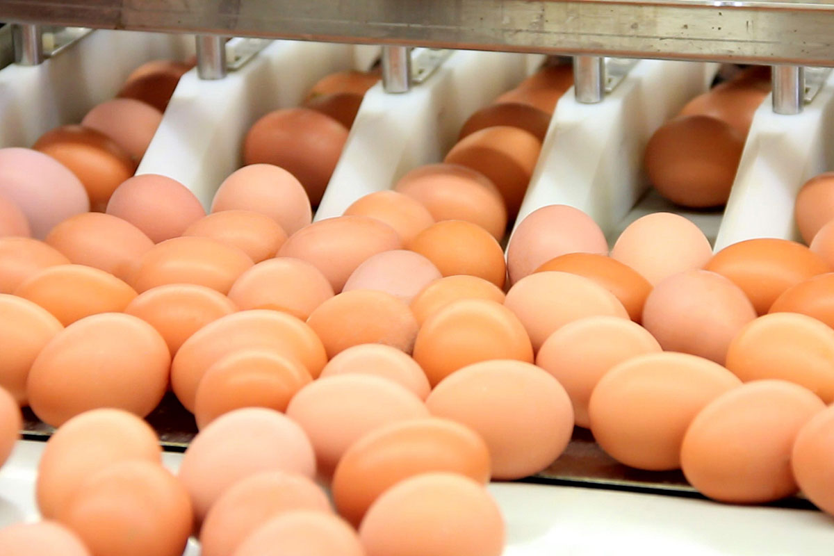 В Костромской области увеличилось производство яиц