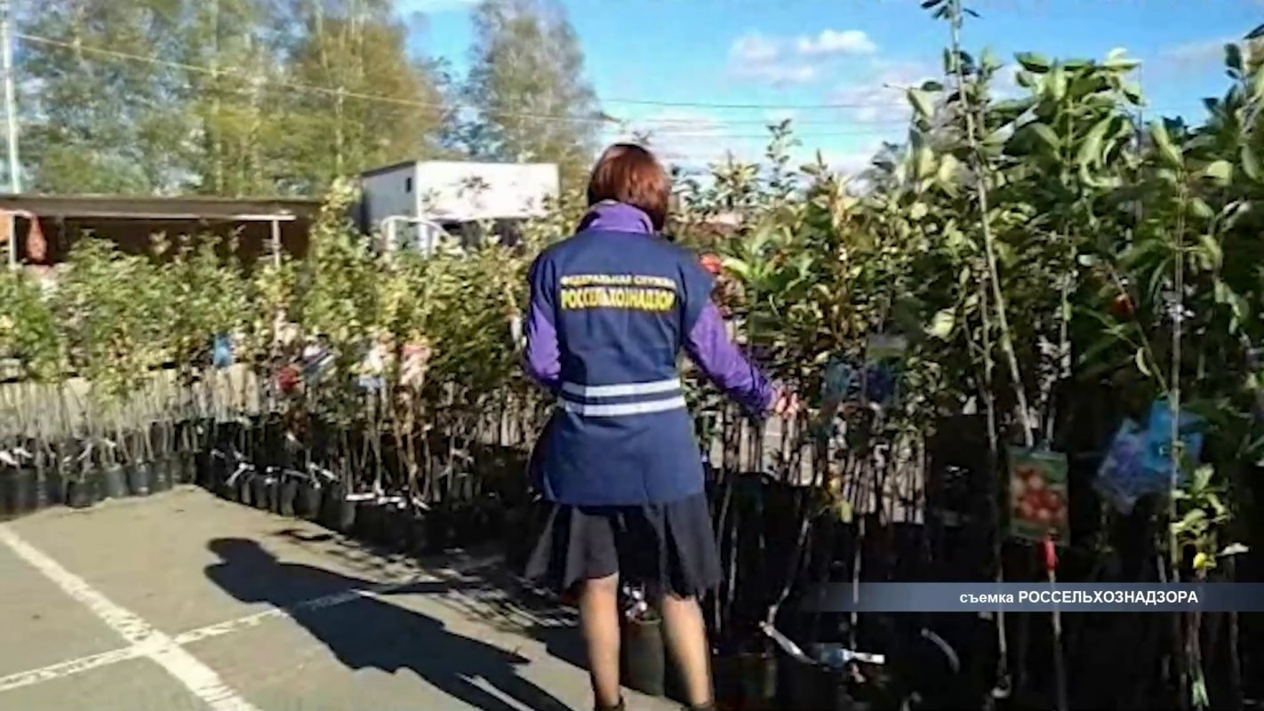 Более 130 саженцев плодовых деревьев сняли с реализации в ходе рейдов по ярмаркам Костромы