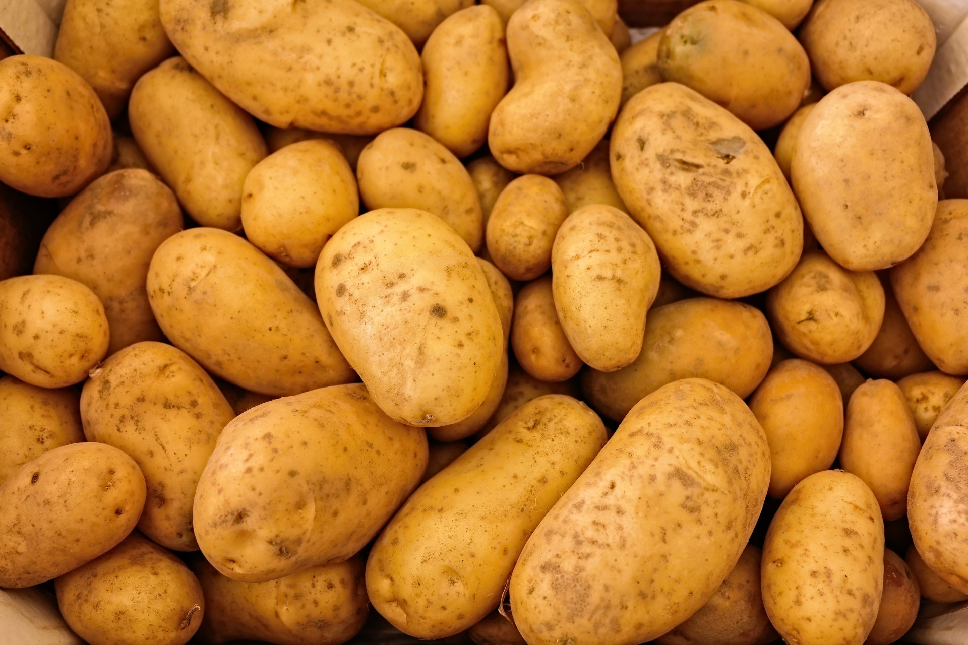 Соцучреждения Костромской области приобретают со скидкой 95% семенной картофель для посадки на своих участках