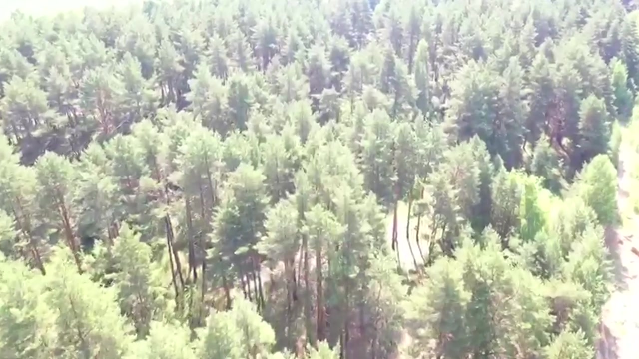 В Костромской области завершилась операция «Лес»