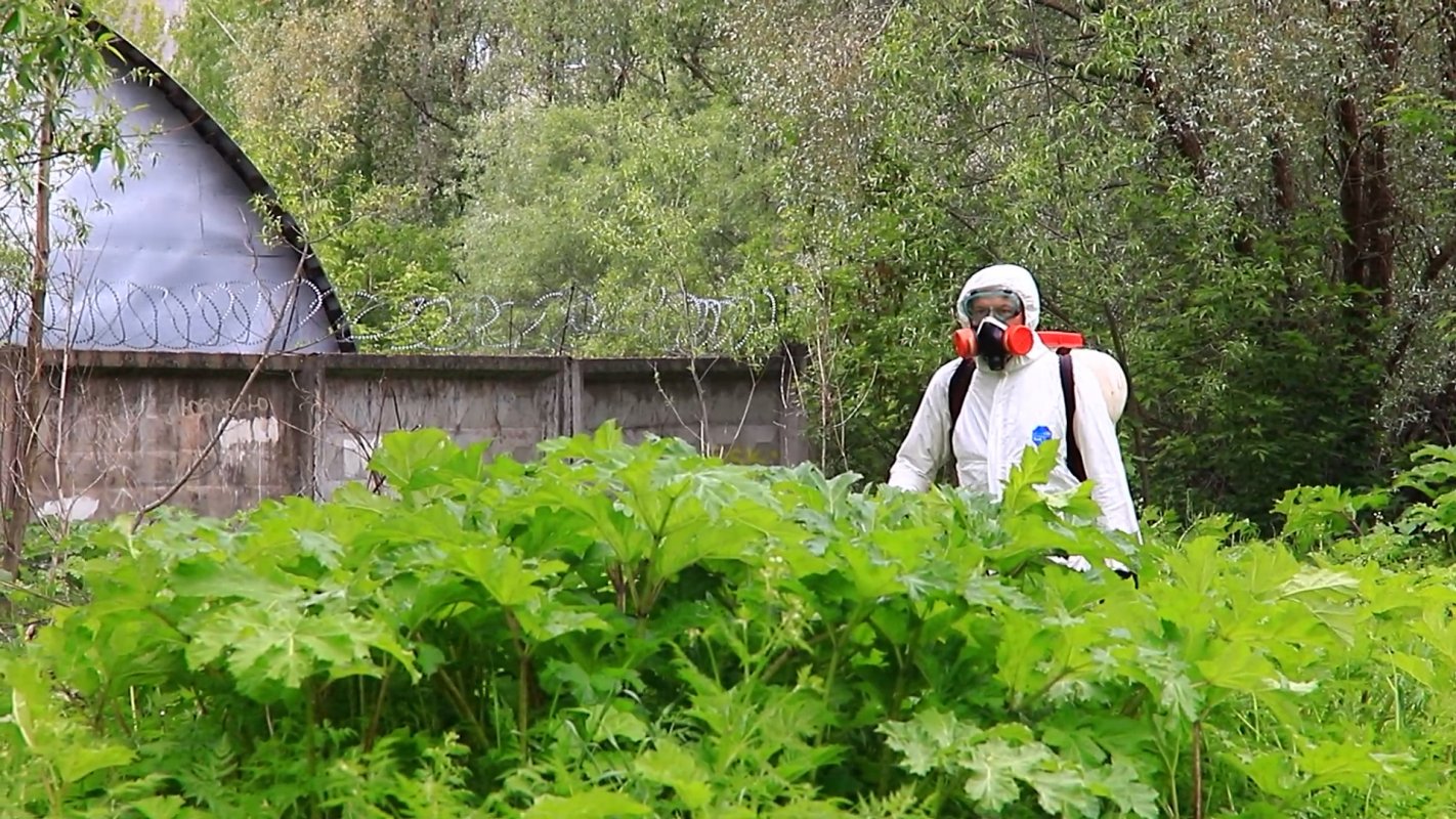 В Костромской области полным ходом идет обработка земель от борщевика