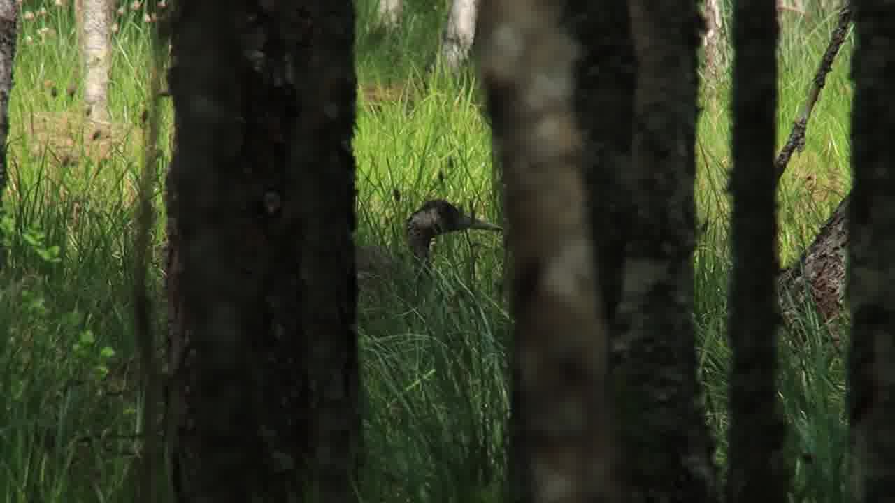 Гнездо на болотной кочке и гордое журавлиное «дефиле» в новом фильме «Кострома заповедная. Тропами следопытов»