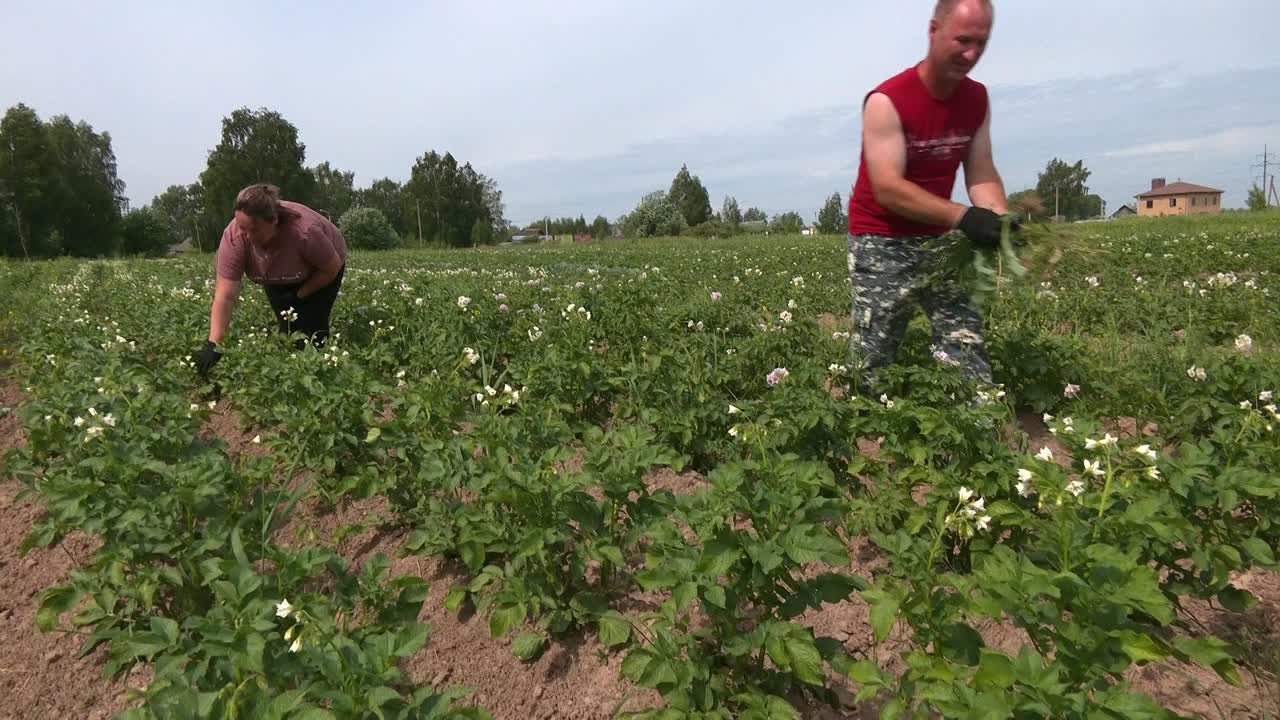 Костромичи, получившие земельные участки под выращивание овощей, ожидают богатого урожая