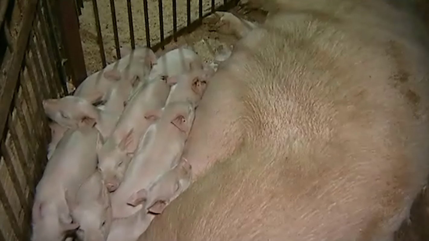 Из-за африканской чумы свиней аграриям Костромской области рекомендовано перейти на альтернативные виды животноводства