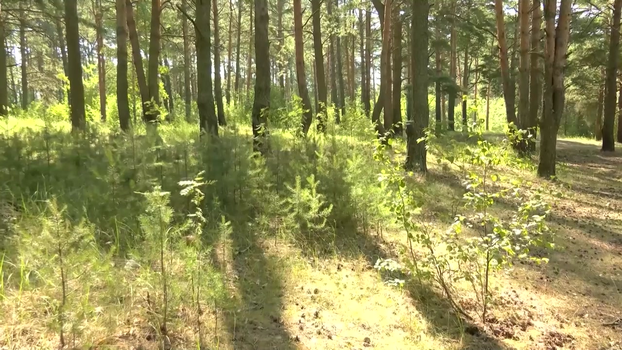 В некоторых местах Костромского, Красносельского и Чухломского районов введены ограничения на охоту