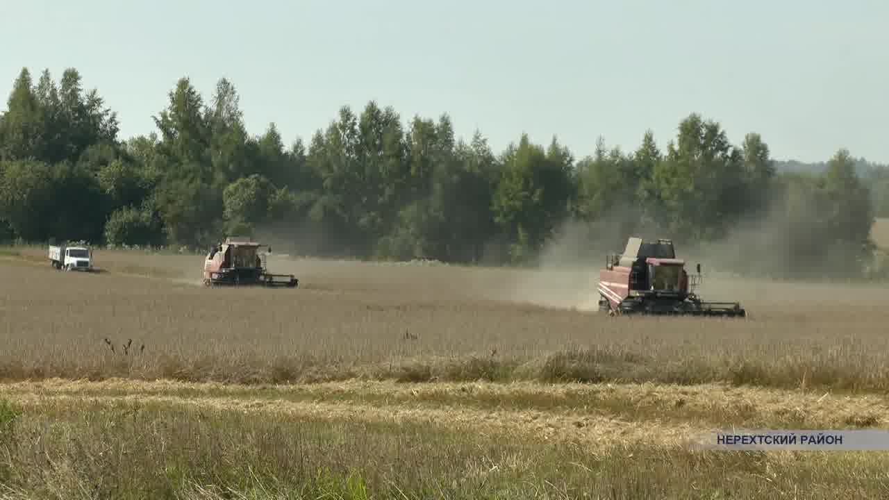Одно из ведущих сельхозпредприятий Нерехтского района больше чем в четыре раза увеличило посевные площади