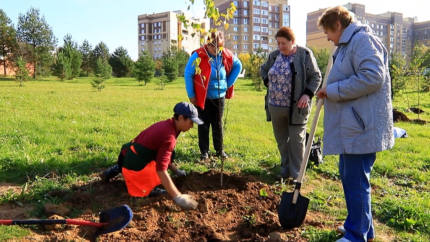 В Костроме началась осенняя посадка деревьев