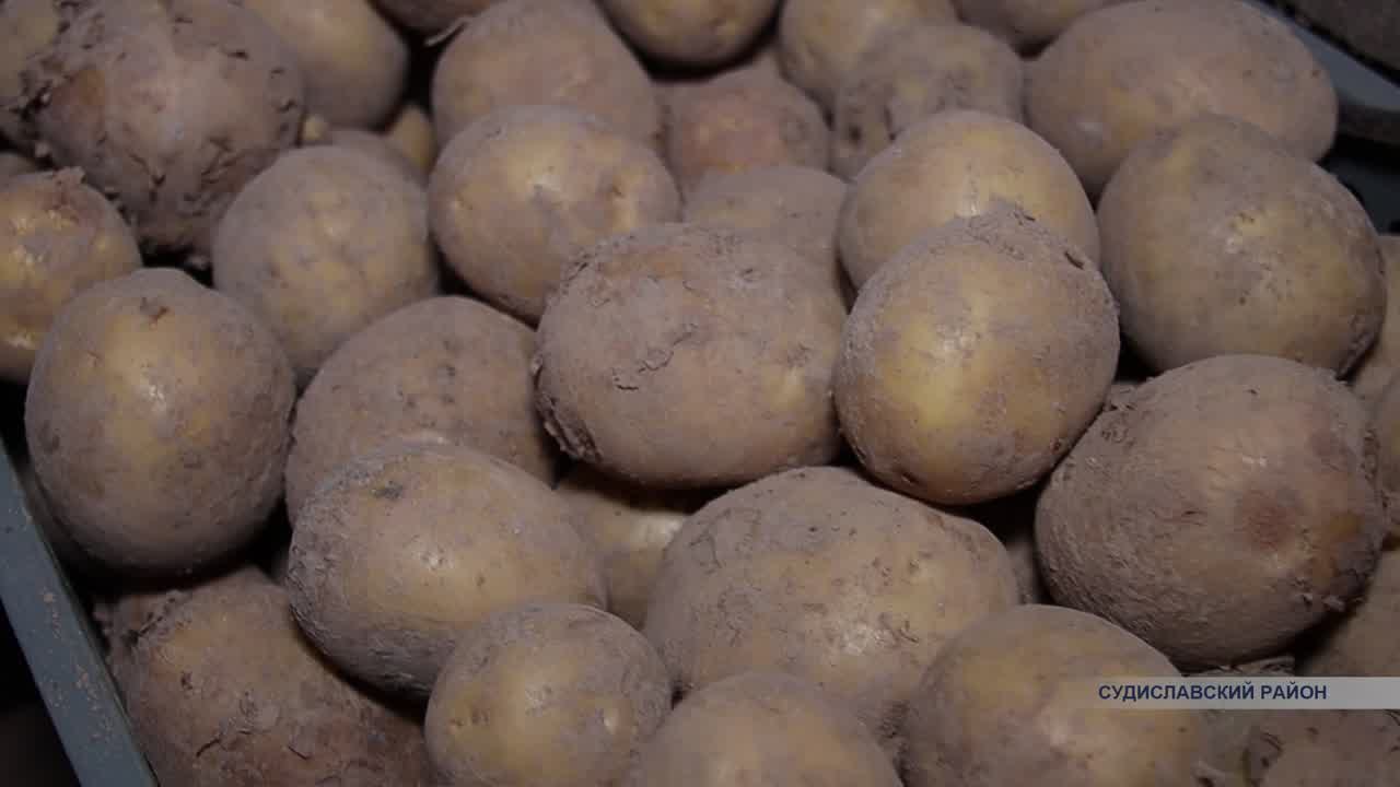 Тонну картофеля в этом году собрали юные жители Судиславского района